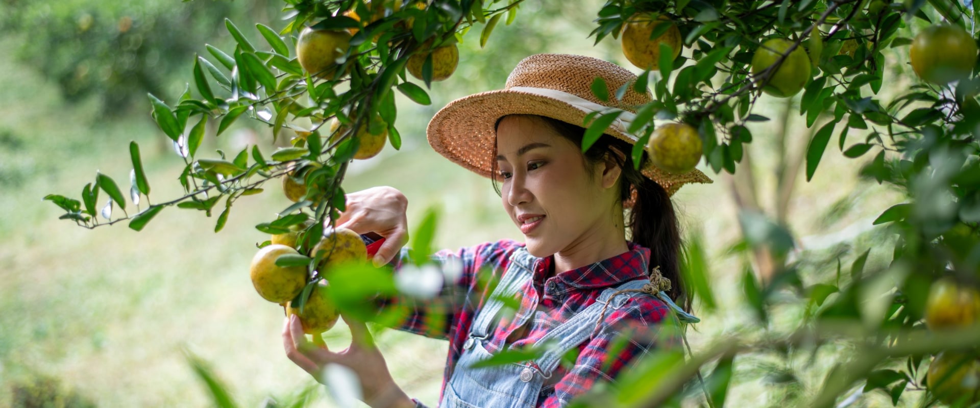 What Is an Orchard? Connecting Farm Fresh Produce to Everyday Wellness