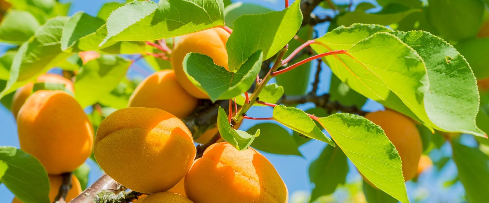 The Fascinating History Behind Why Fruit is Called Produce