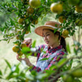 What Is an Orchard? Connecting Farm Fresh Produce to Everyday Wellness