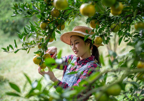 What Is an Orchard? Connecting Farm Fresh Produce to Everyday Wellness