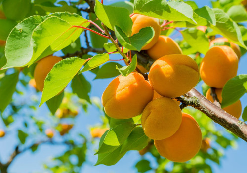 The Fascinating History Behind Why Fruit is Called Produce